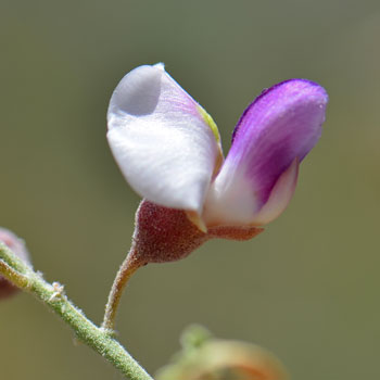 Desert Ironwood has pretty flowers, showy pale lavender or purple with white areas. Olneya tesota